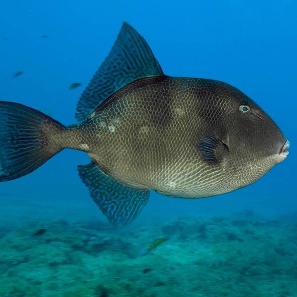 Grauer Drückerfisch imago 110822