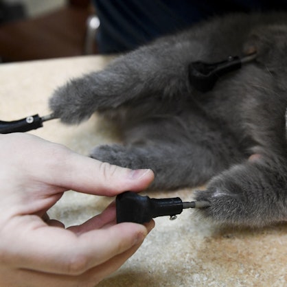 Katze Titan-Prothesen