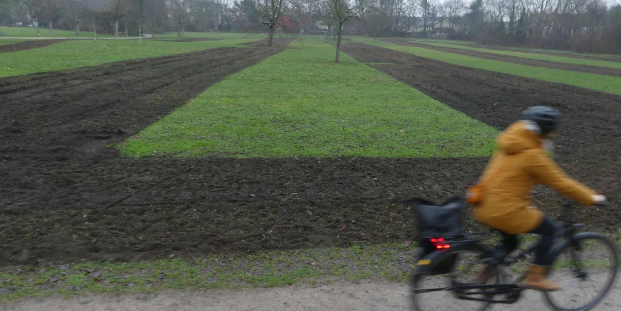 roes-artenreichewiese-003