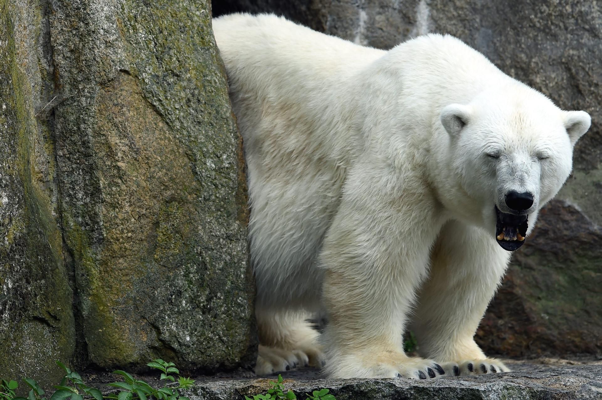 Katjuscha Eisbär