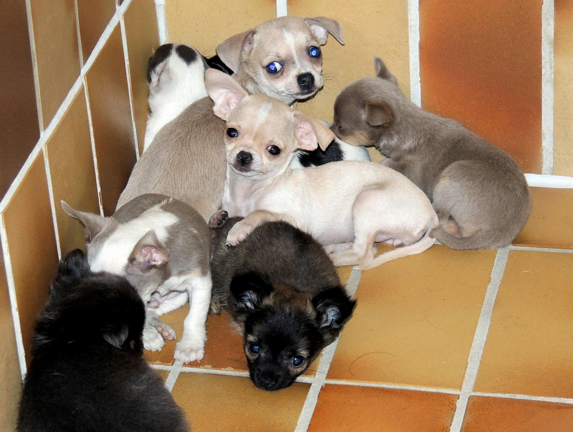 hundewelpen