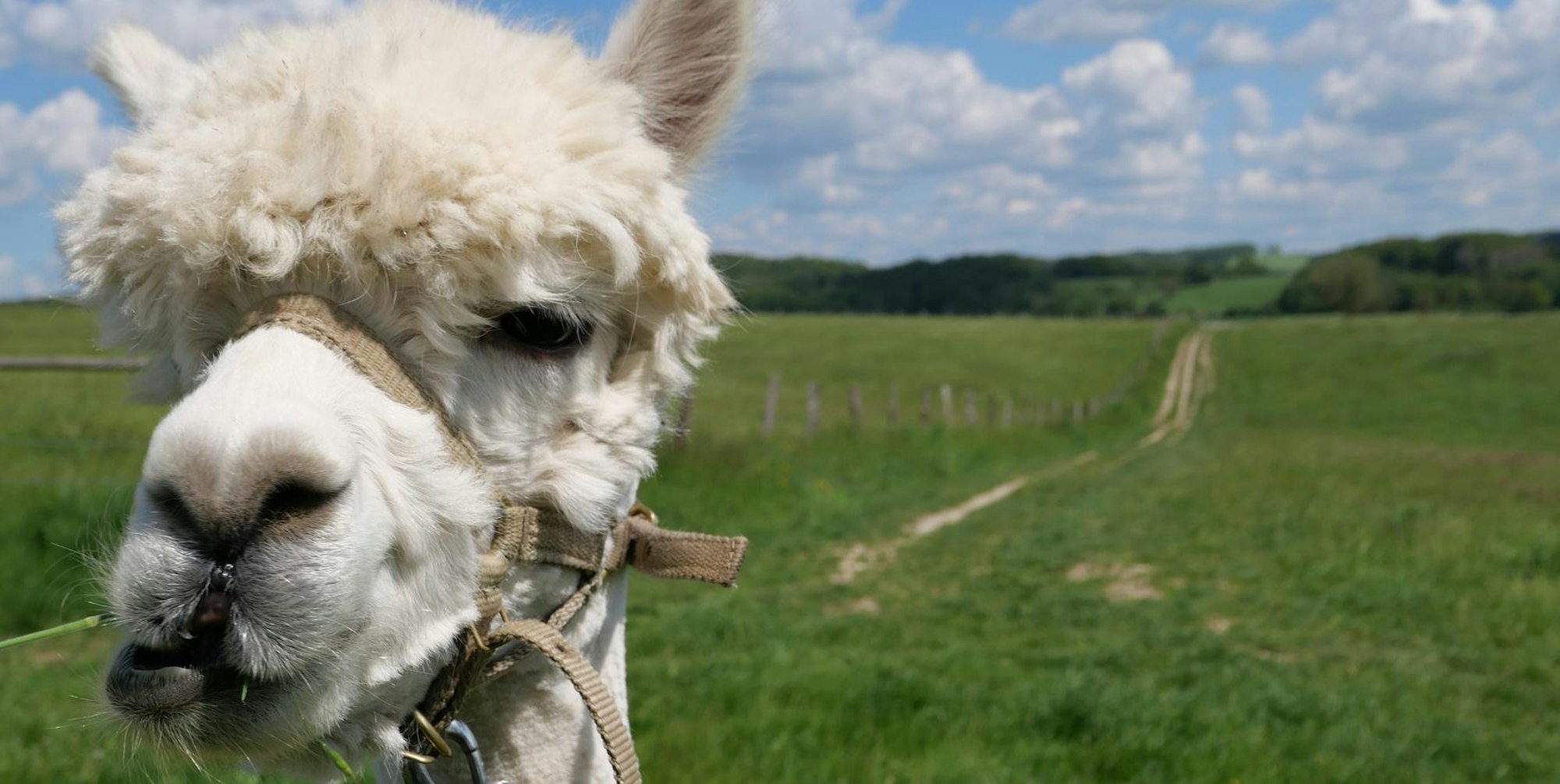 Alpaka_Aufmacherbild_Credit_Dietmar Kanthak