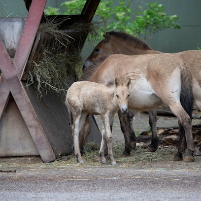 20220524_tb_Nachwuchs_Przewalskipferd_Zoo_001