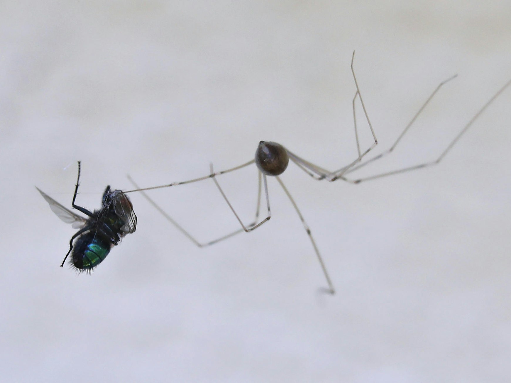 Spinne frisst