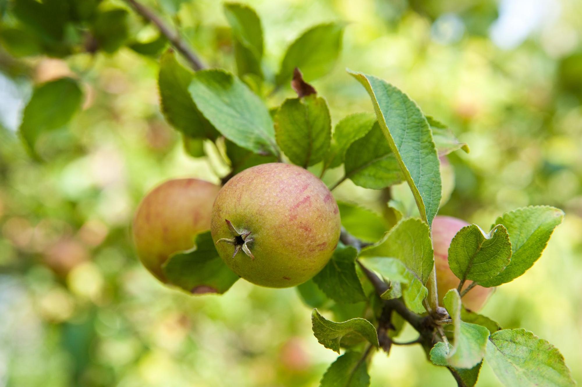 apfel am baum