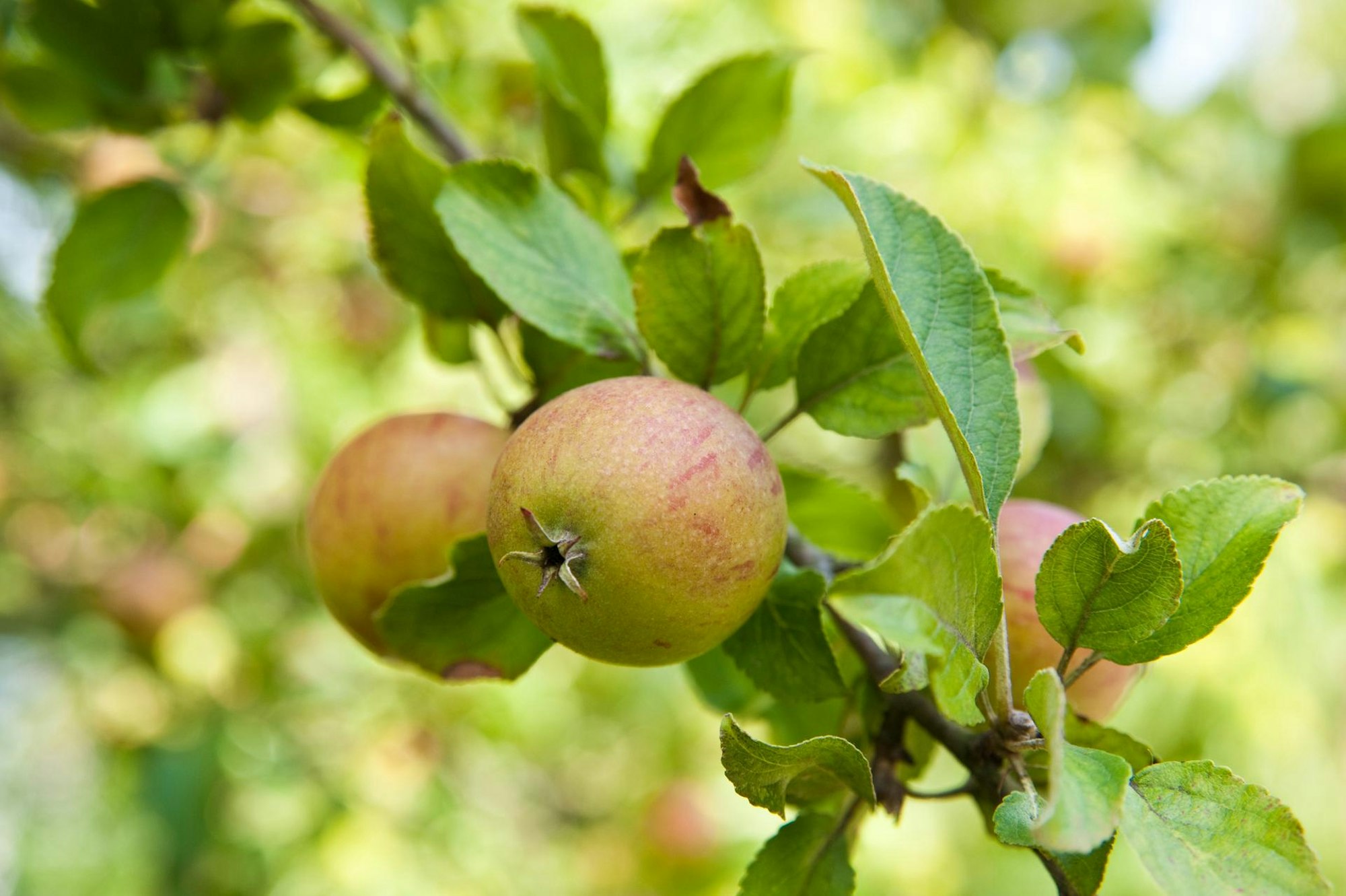 apfel am baum
