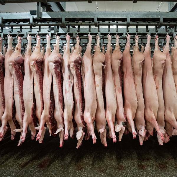 Fleisch Schweine Schlachthof