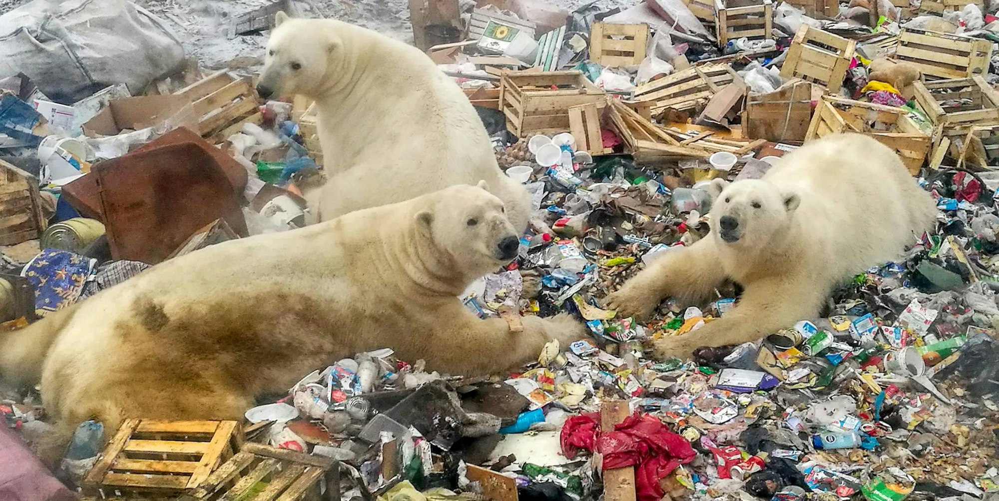 Eisbären im Müll afp