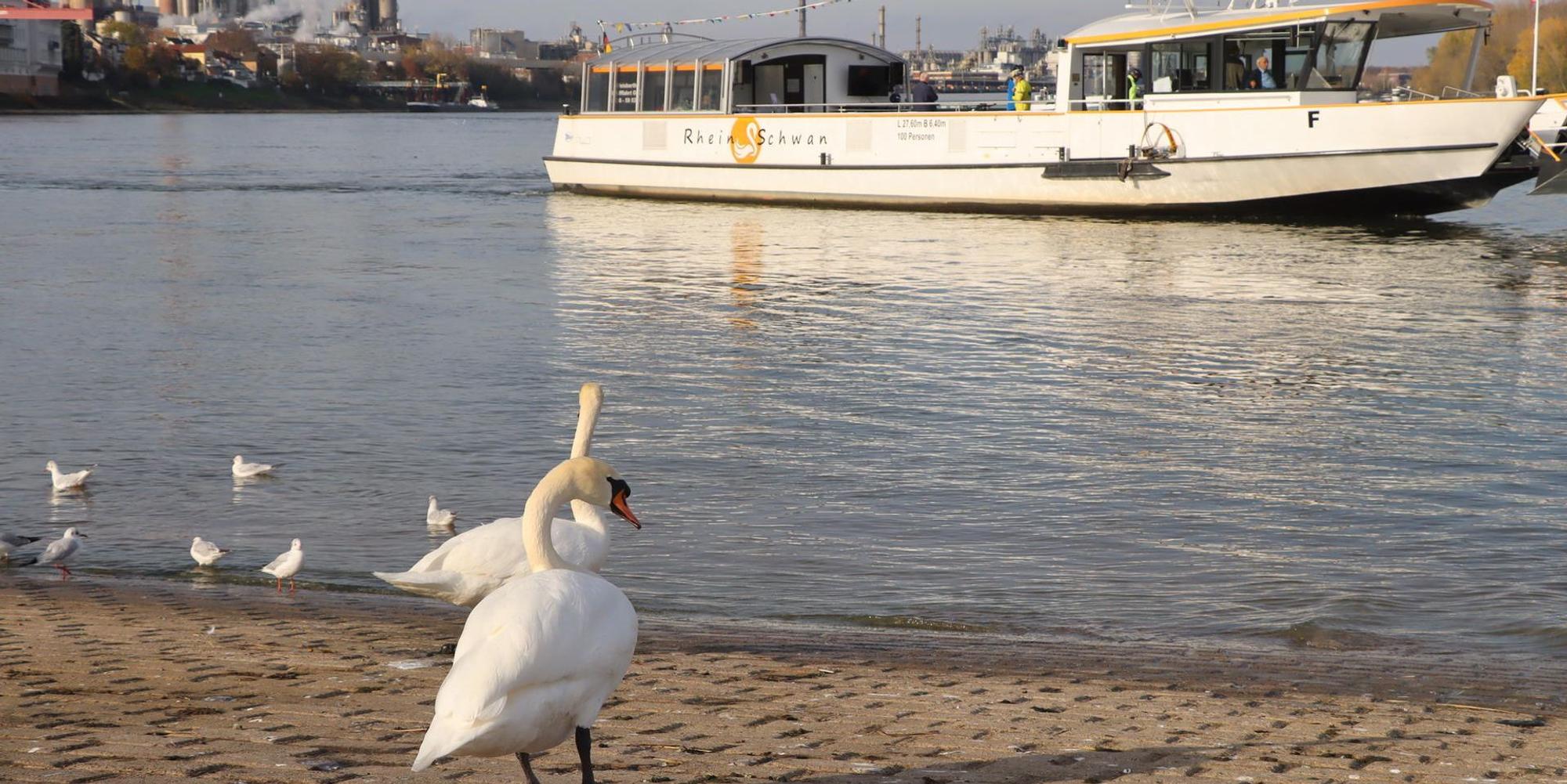wesseling_rheinschwan_mkl_3_