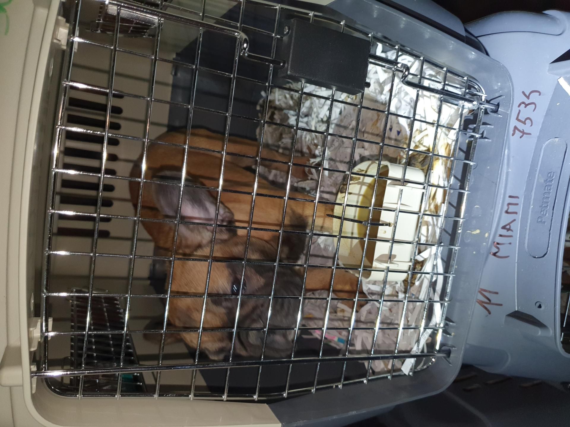 Tiertransport