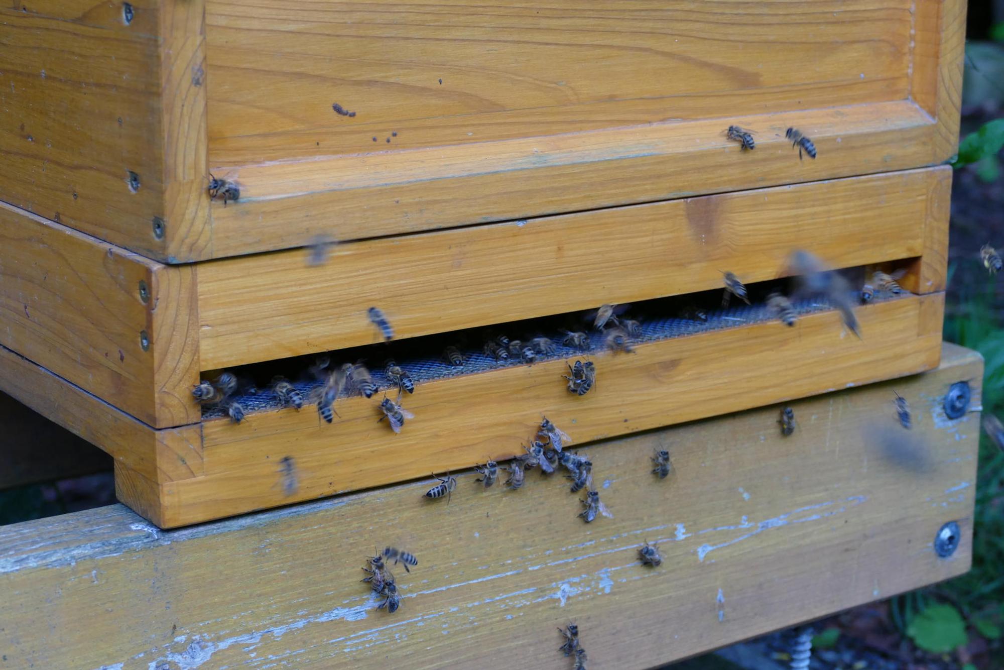 Bienen_Imker_Much2