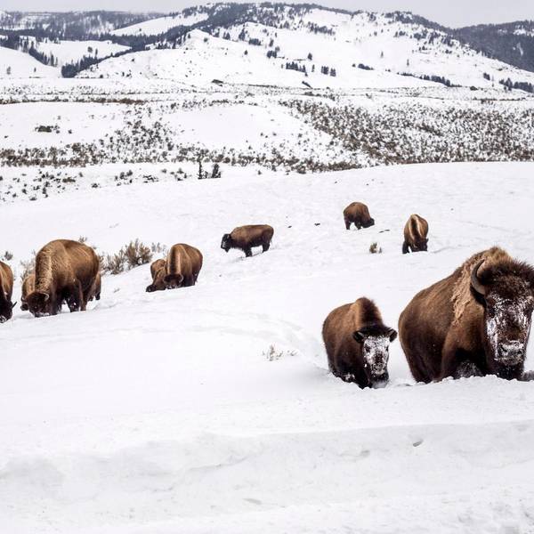 Bisons AP 010622