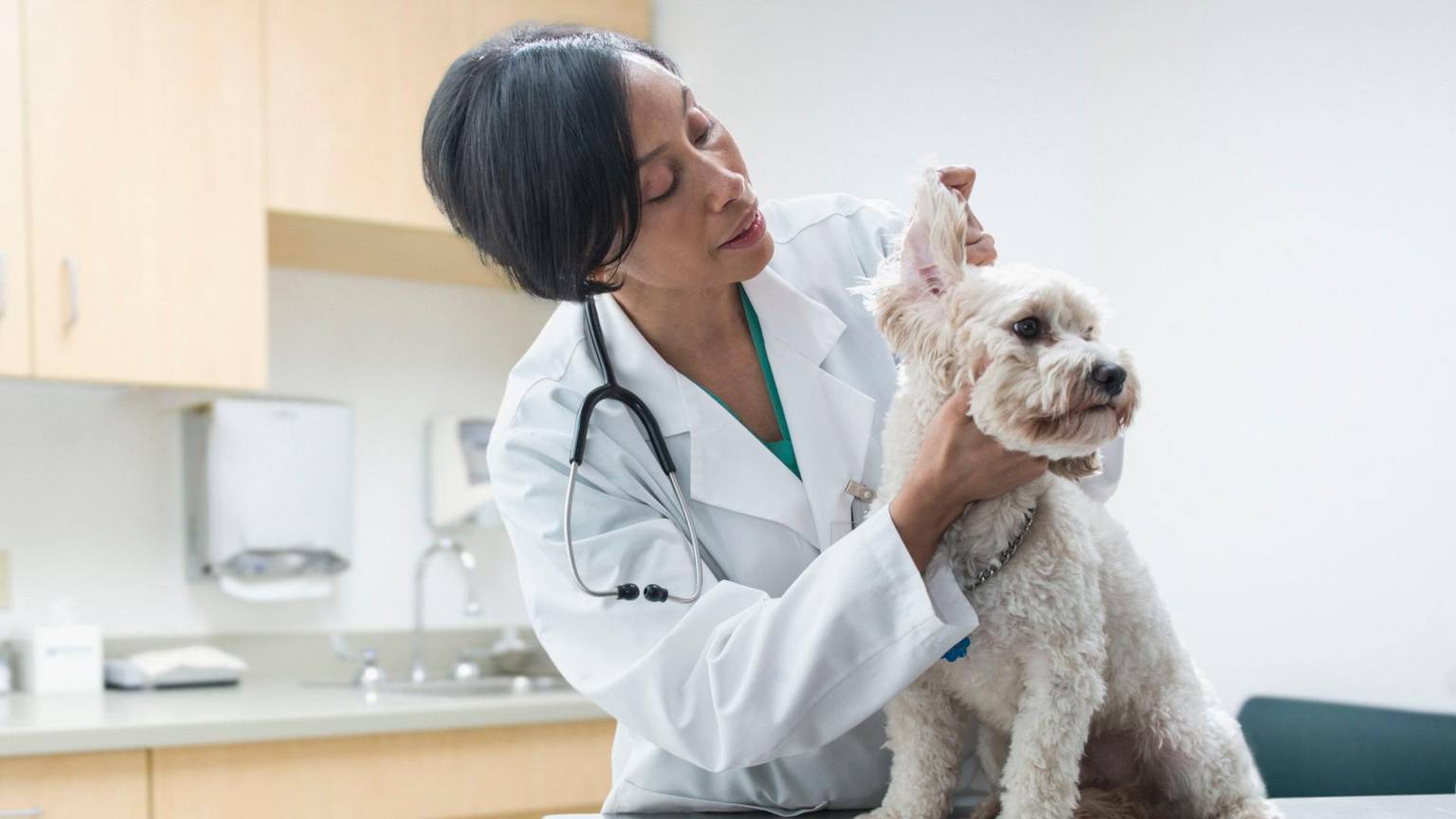 Eine Tierärztin untersucht einen kleinen Hund in ihrer Praxis.
