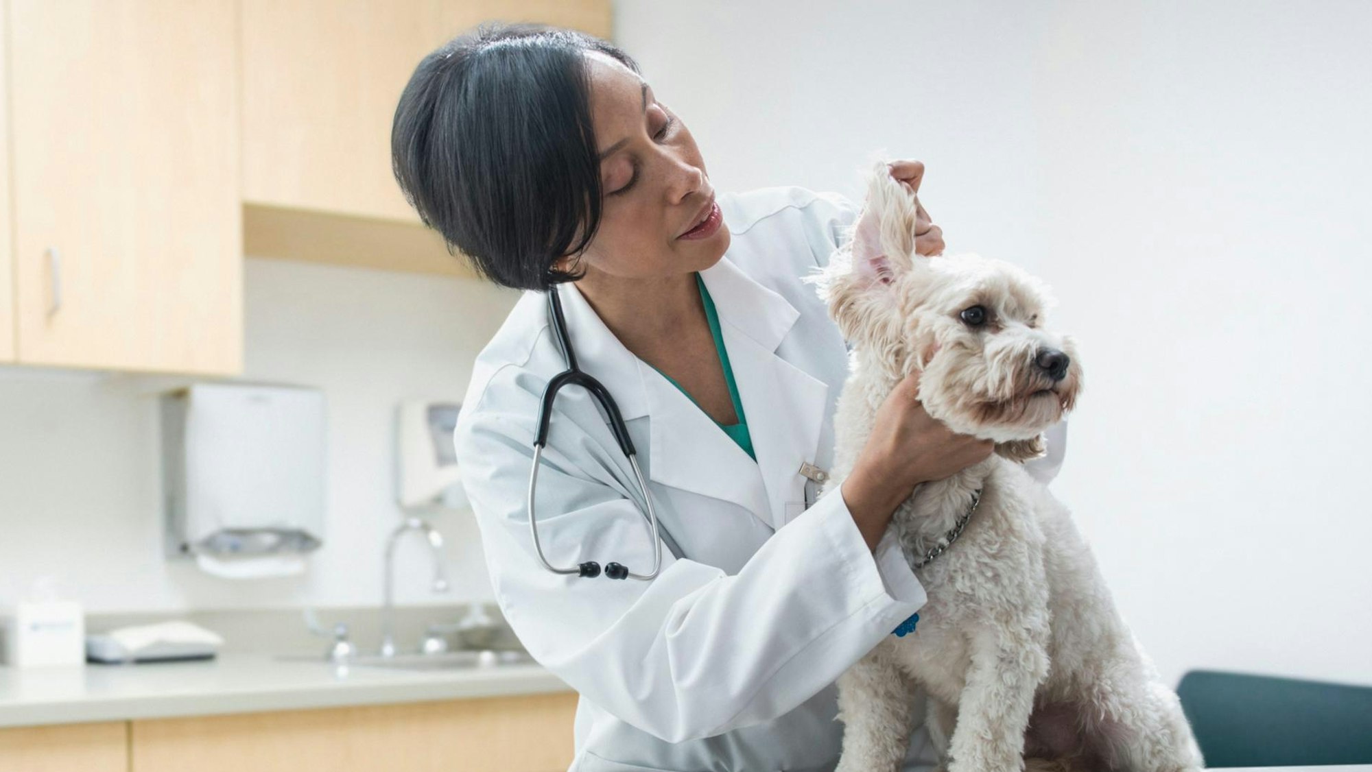 Eine Tierärztin untersucht einen kleinen Hund in ihrer Praxis.