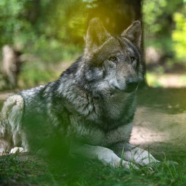 grauwolf