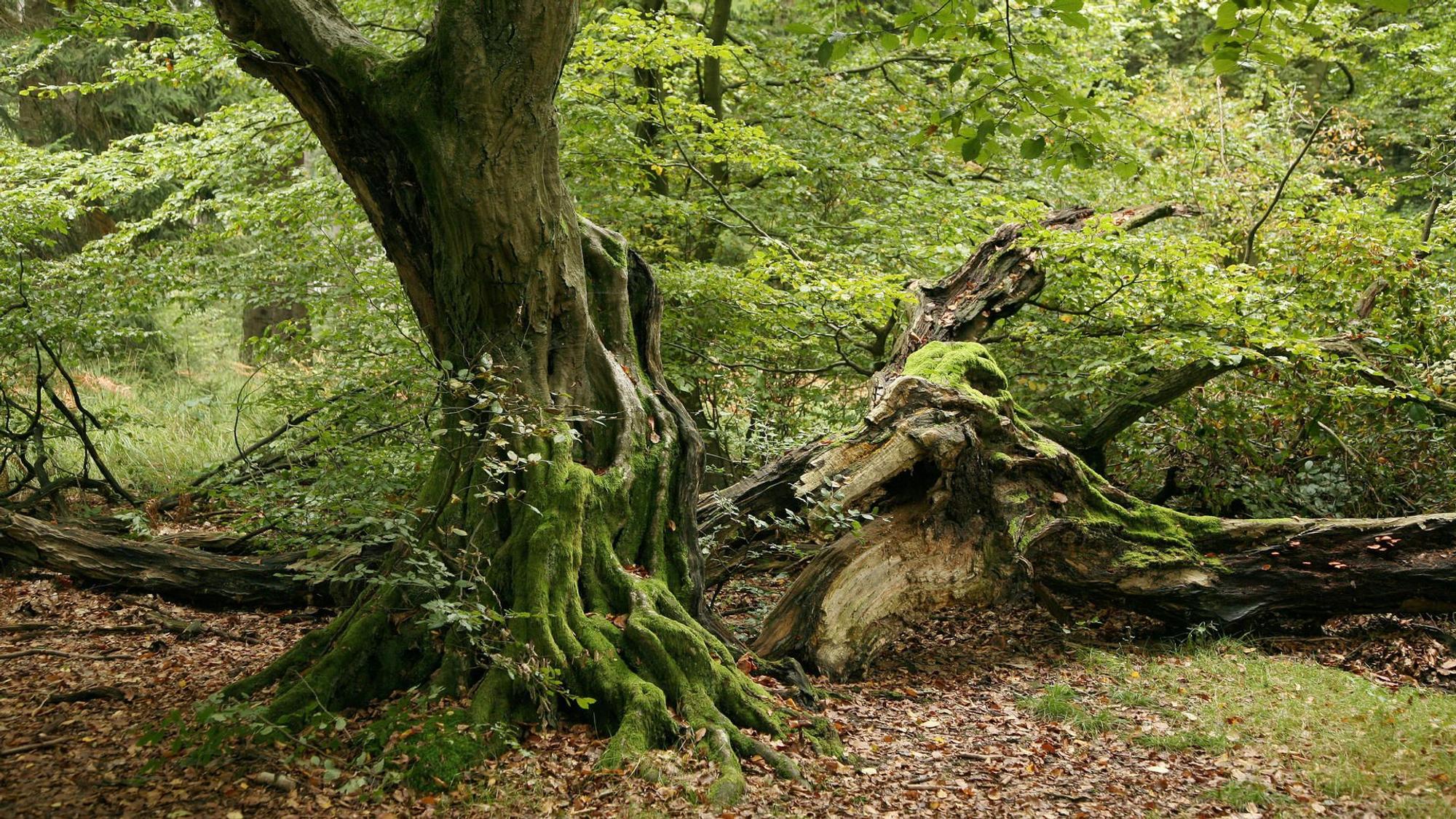 Knorrige Eiche in einem Wald