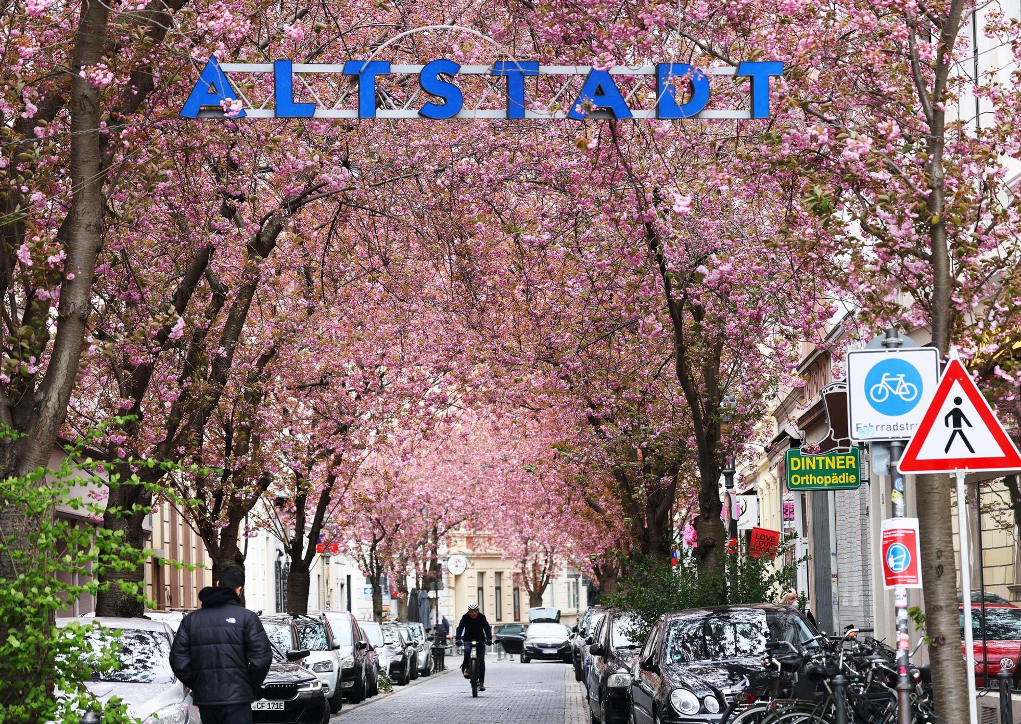 Bonn_Kirschbluete2