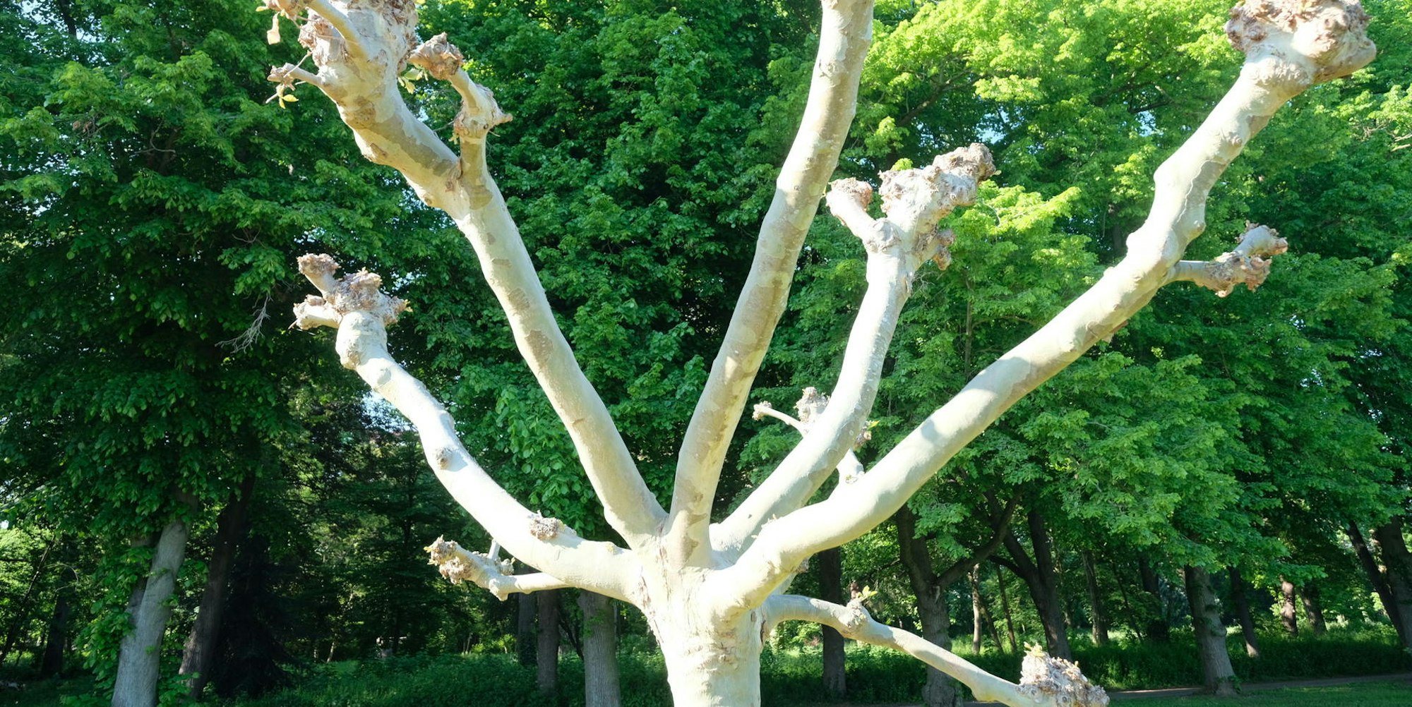 Lechenichschlosspark