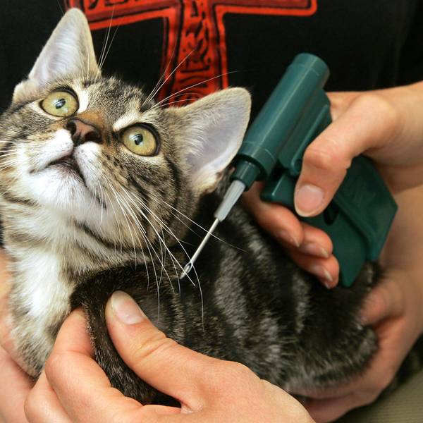 Katzenschutzverordnung