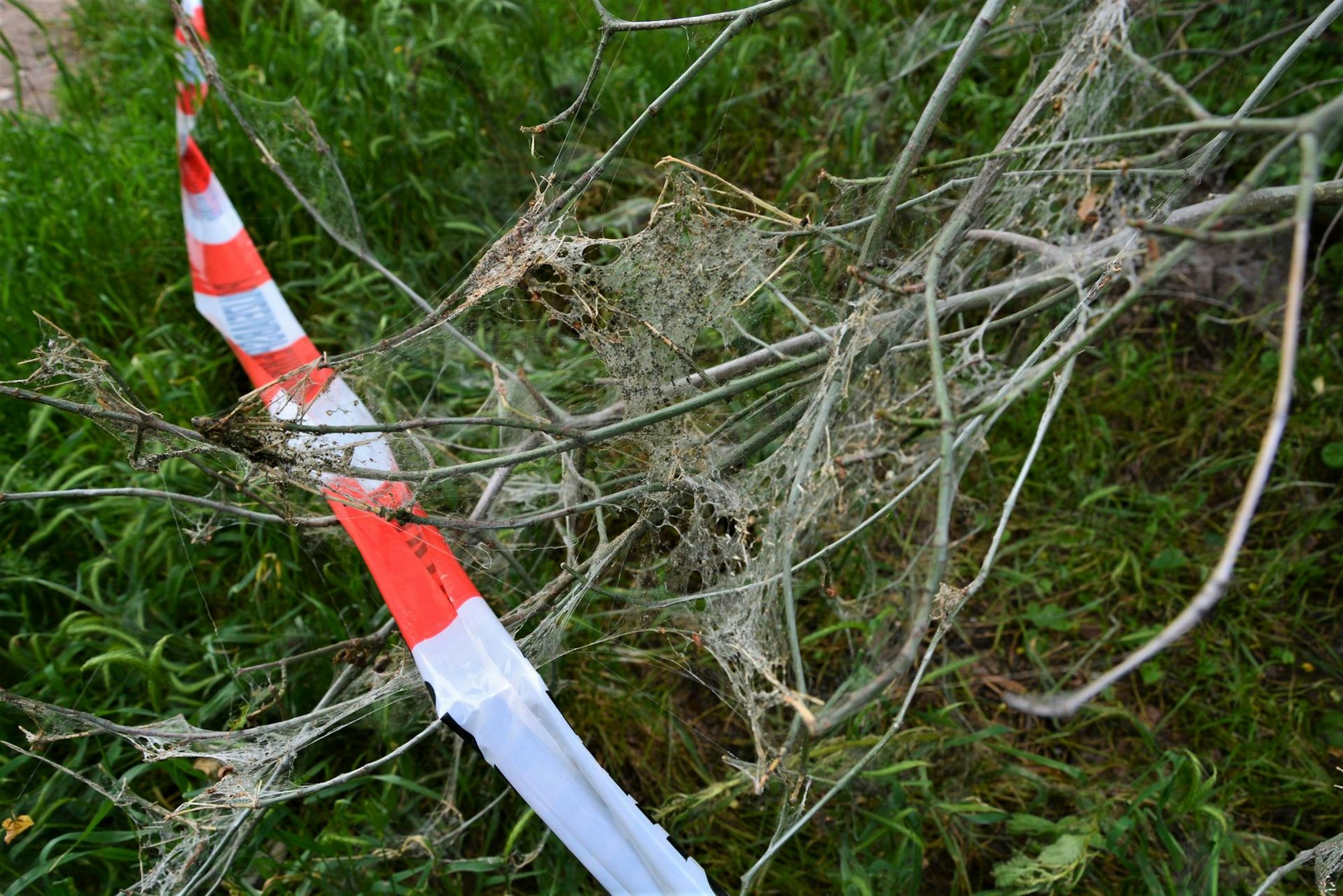 Stefan Rahmann_Gespinstmotte Vorgebirgspark