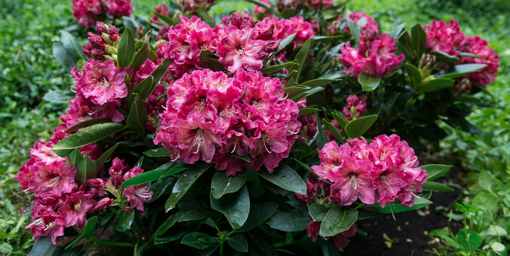 Rhododendron