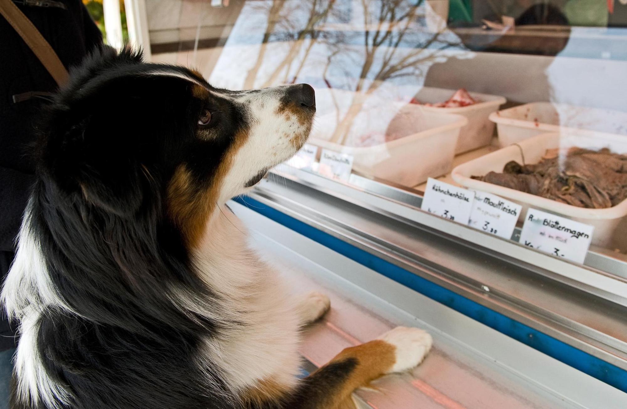 Hund_steht_an_Fleischtheke_Barf