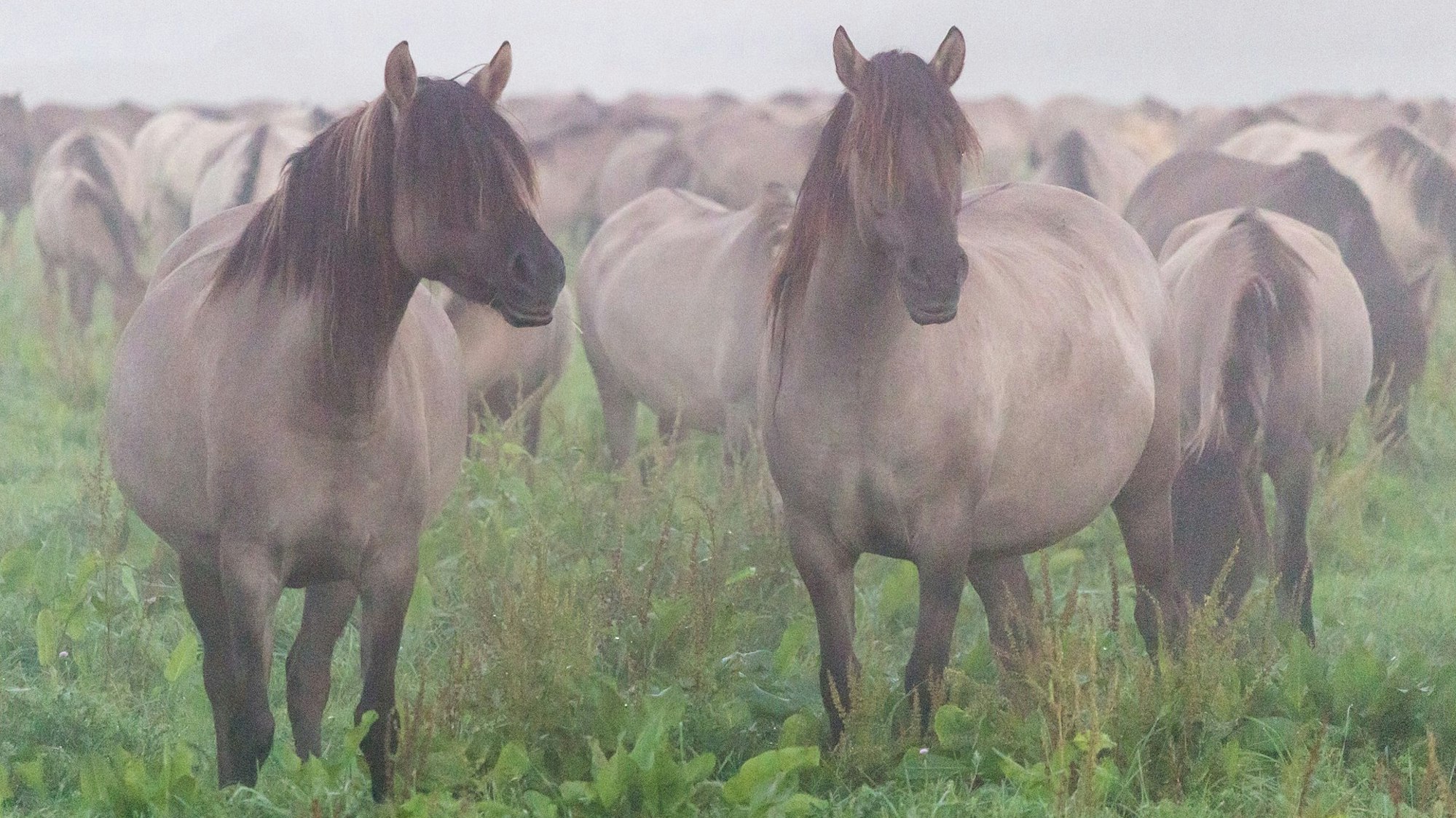Wildpferde im Merfelder Bruch