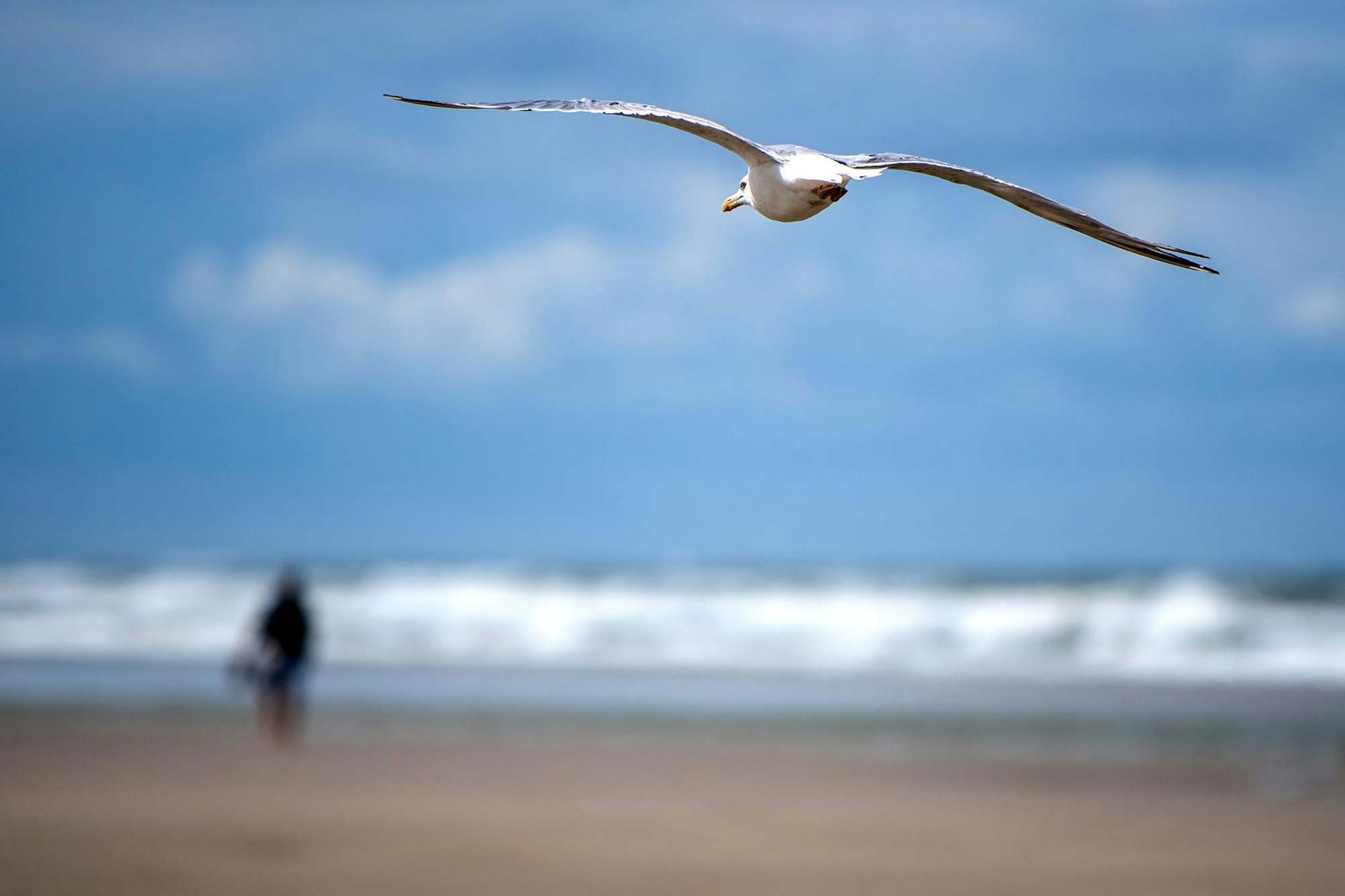 Möve fliegt über Strand, Mensch geht spazieren