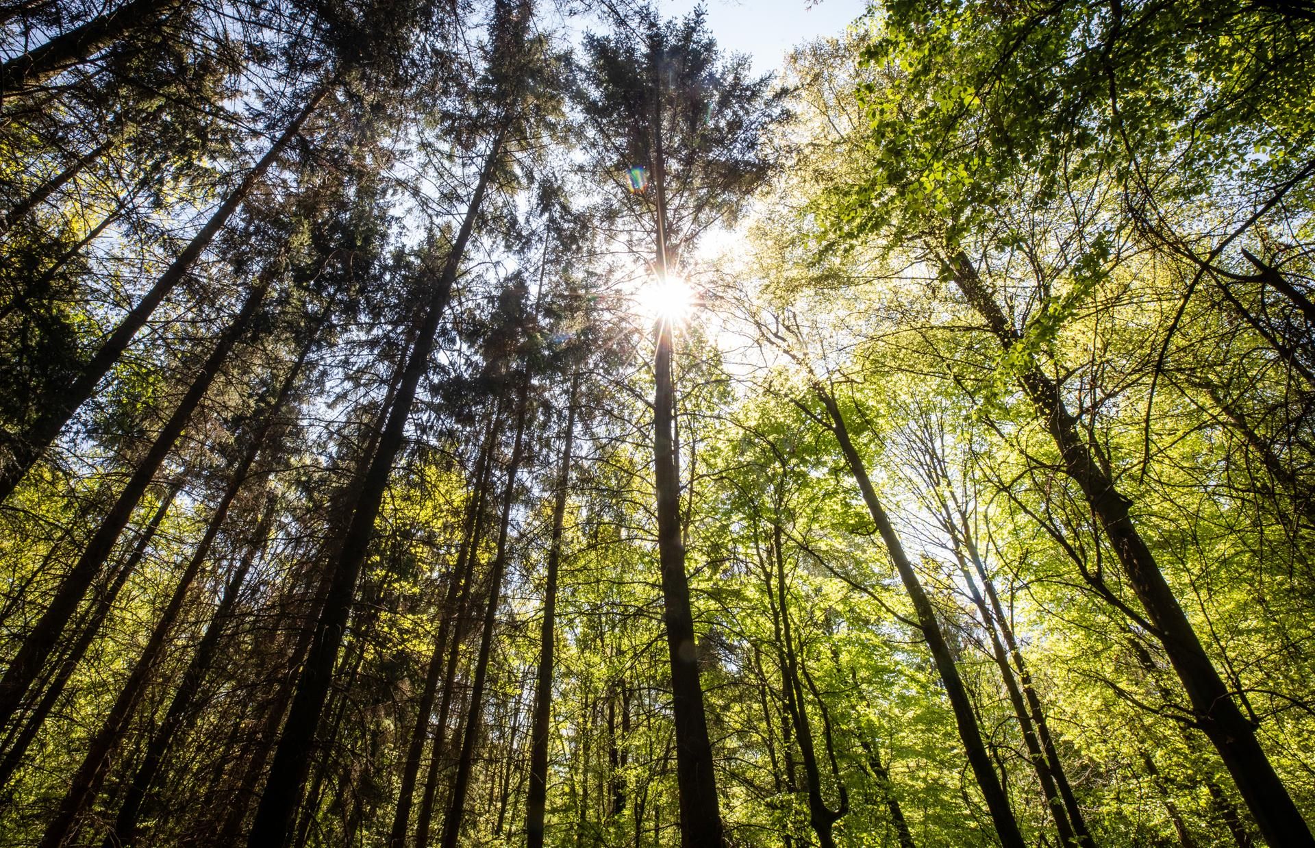 Wald Symbol