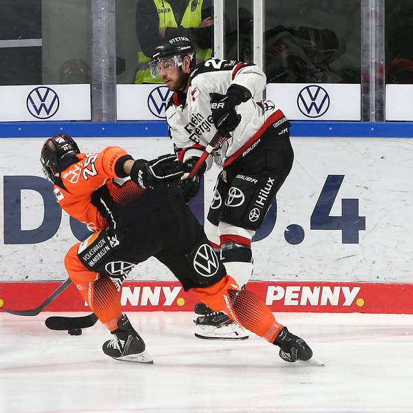 Kölner Haie Grizzly