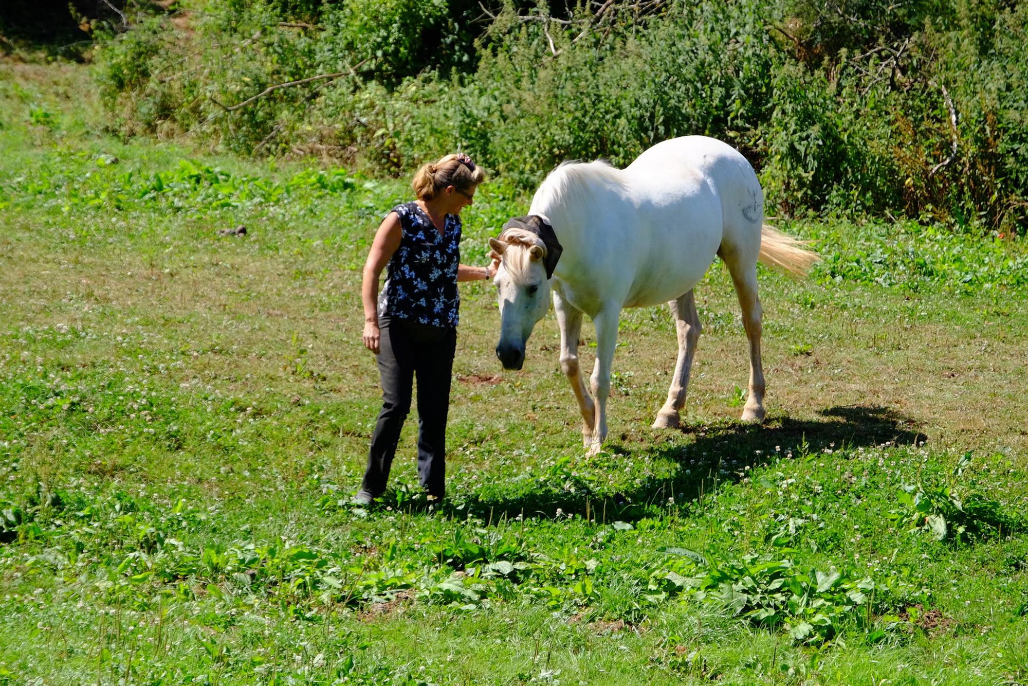 Camargue-Pferde 2