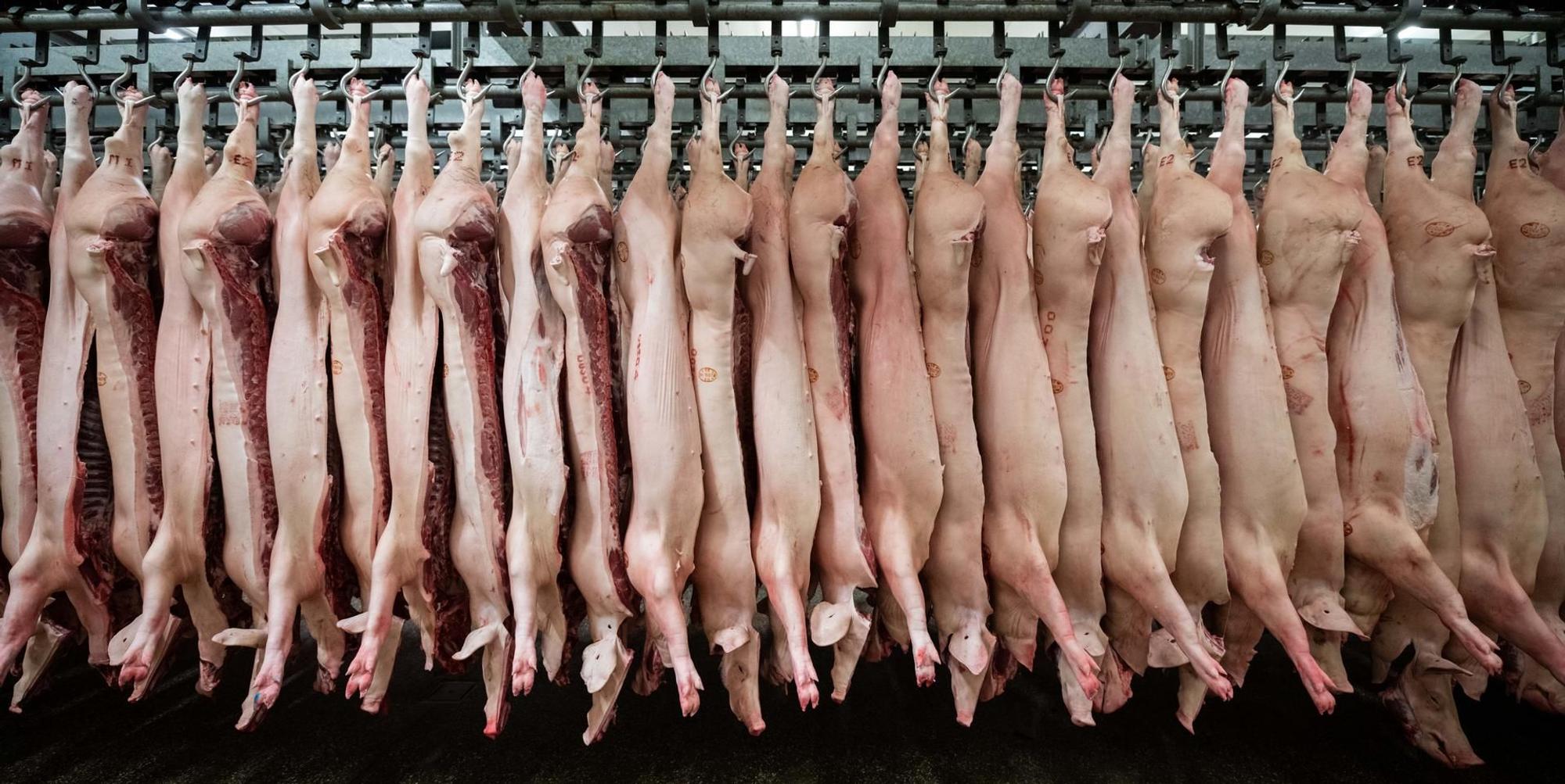 Fleisch Schweine Schlachthof