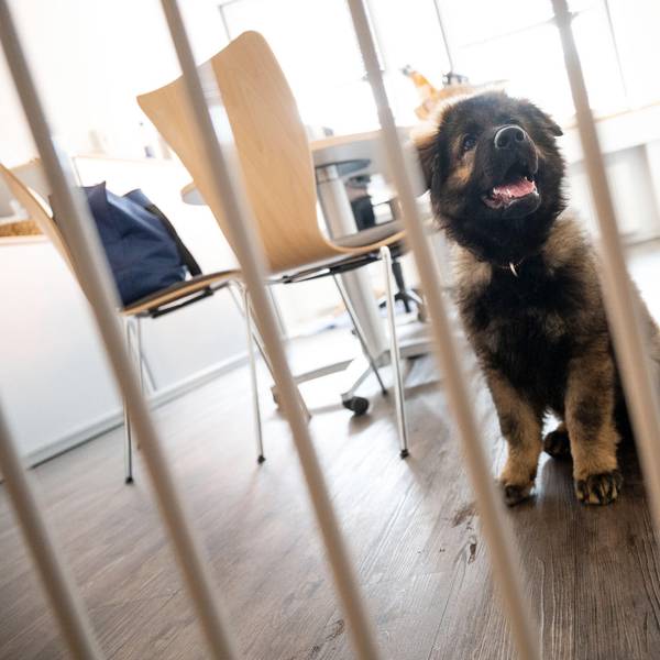 Hund Büro