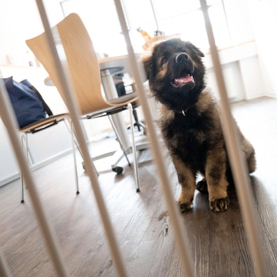 Hund Büro