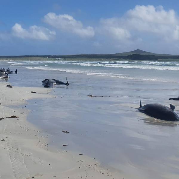 Grindwale Neuseeland