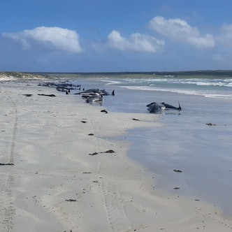 Grindwale Neuseeland