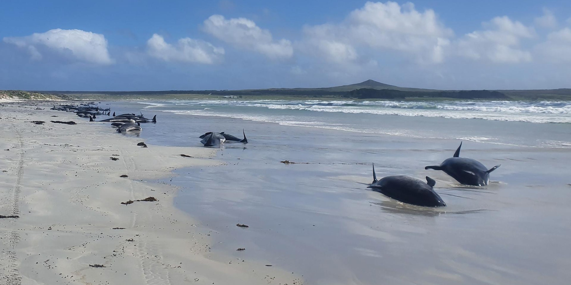 Grindwale Neuseeland