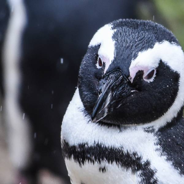 Brillenpinguin