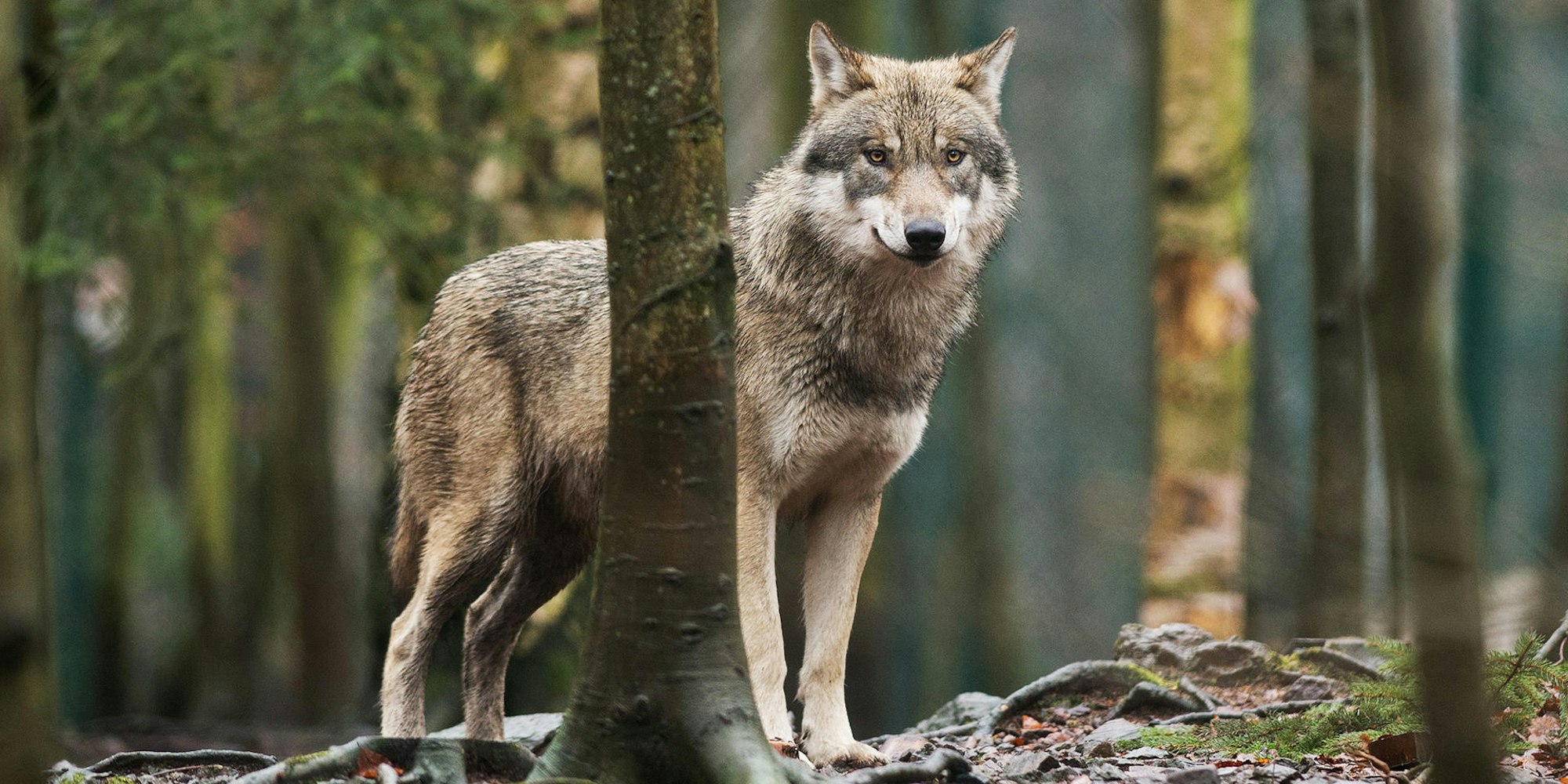 Wolf dpa steht im Wald