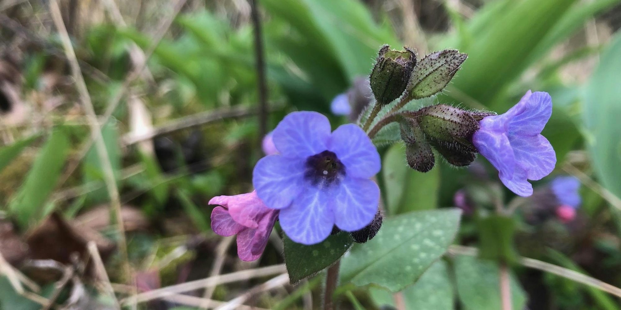 Gartenkalender April Grönert3