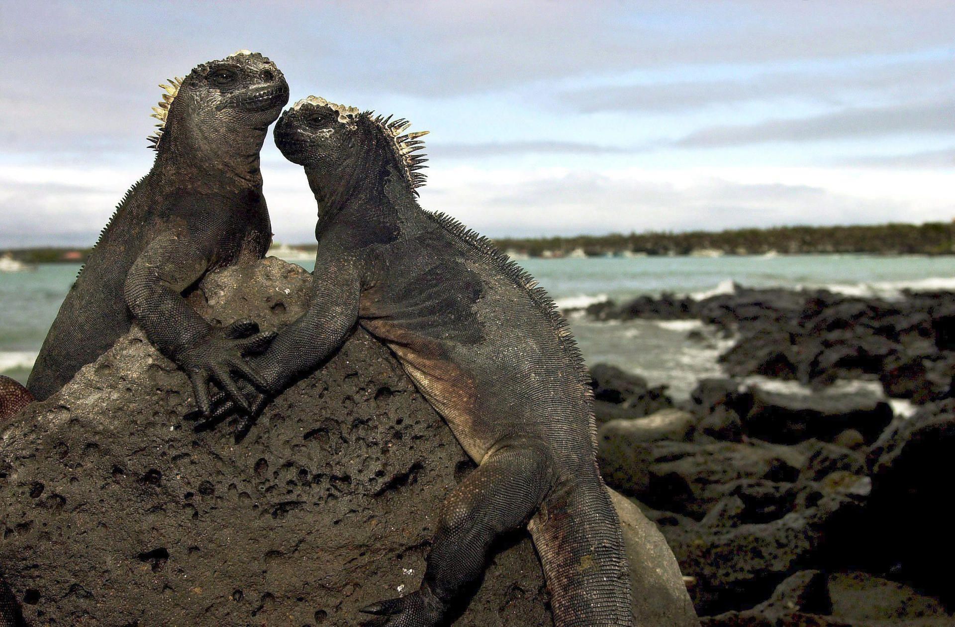 Galapagos Archiv 231219