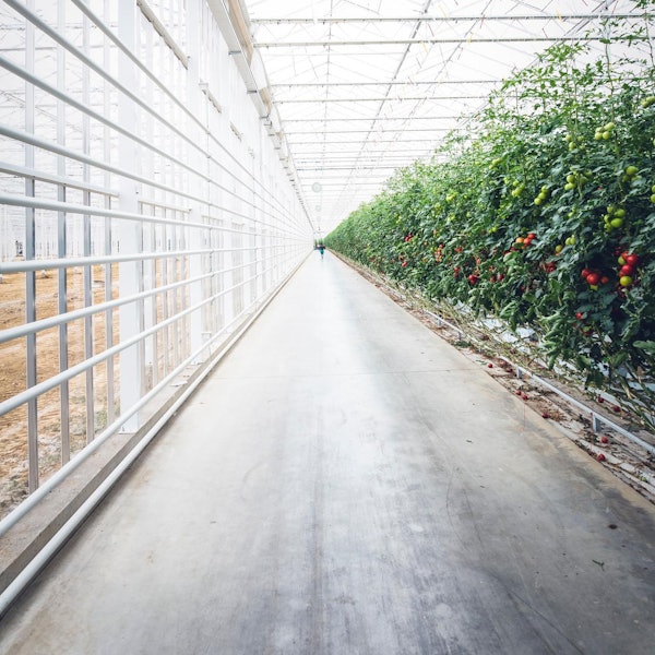 Gewächshaus mit Gemüse