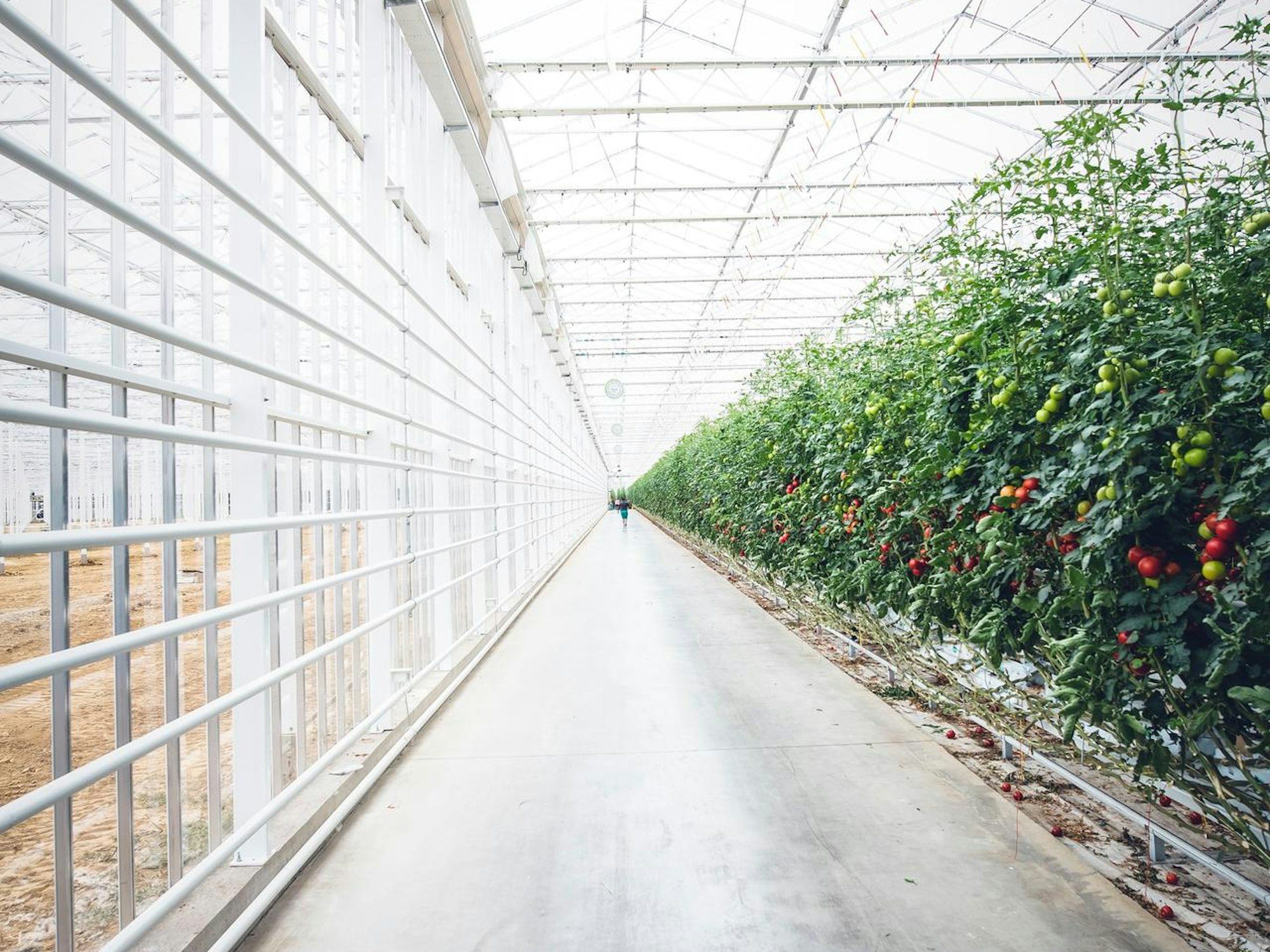 Gewächshaus mit Gemüse