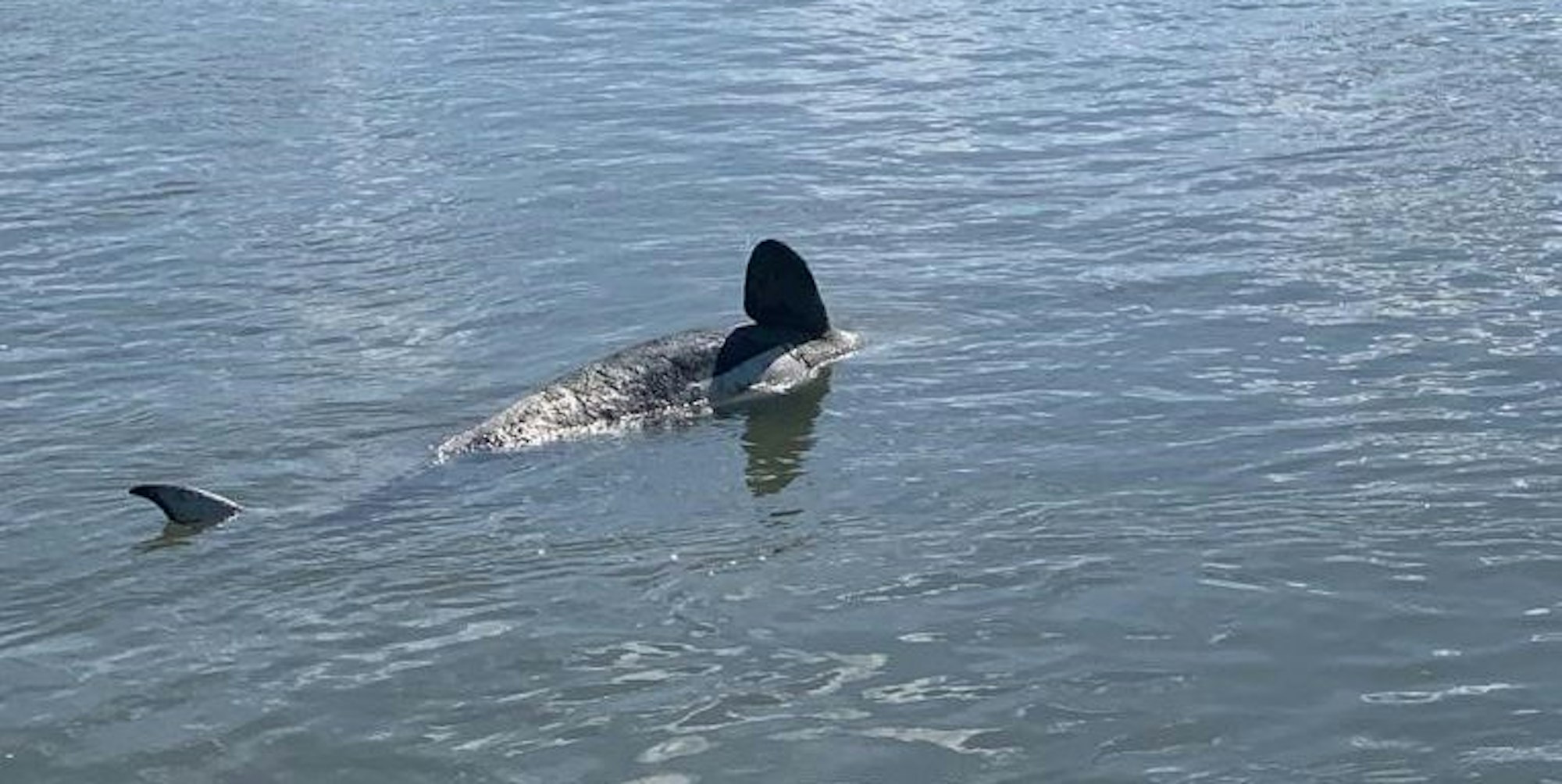 Orka Seine FRANGENBERG