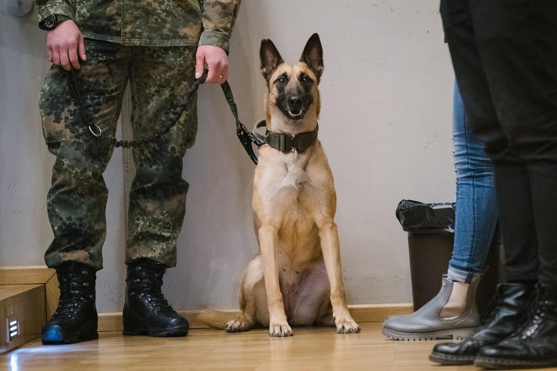 Spürhund Symbol