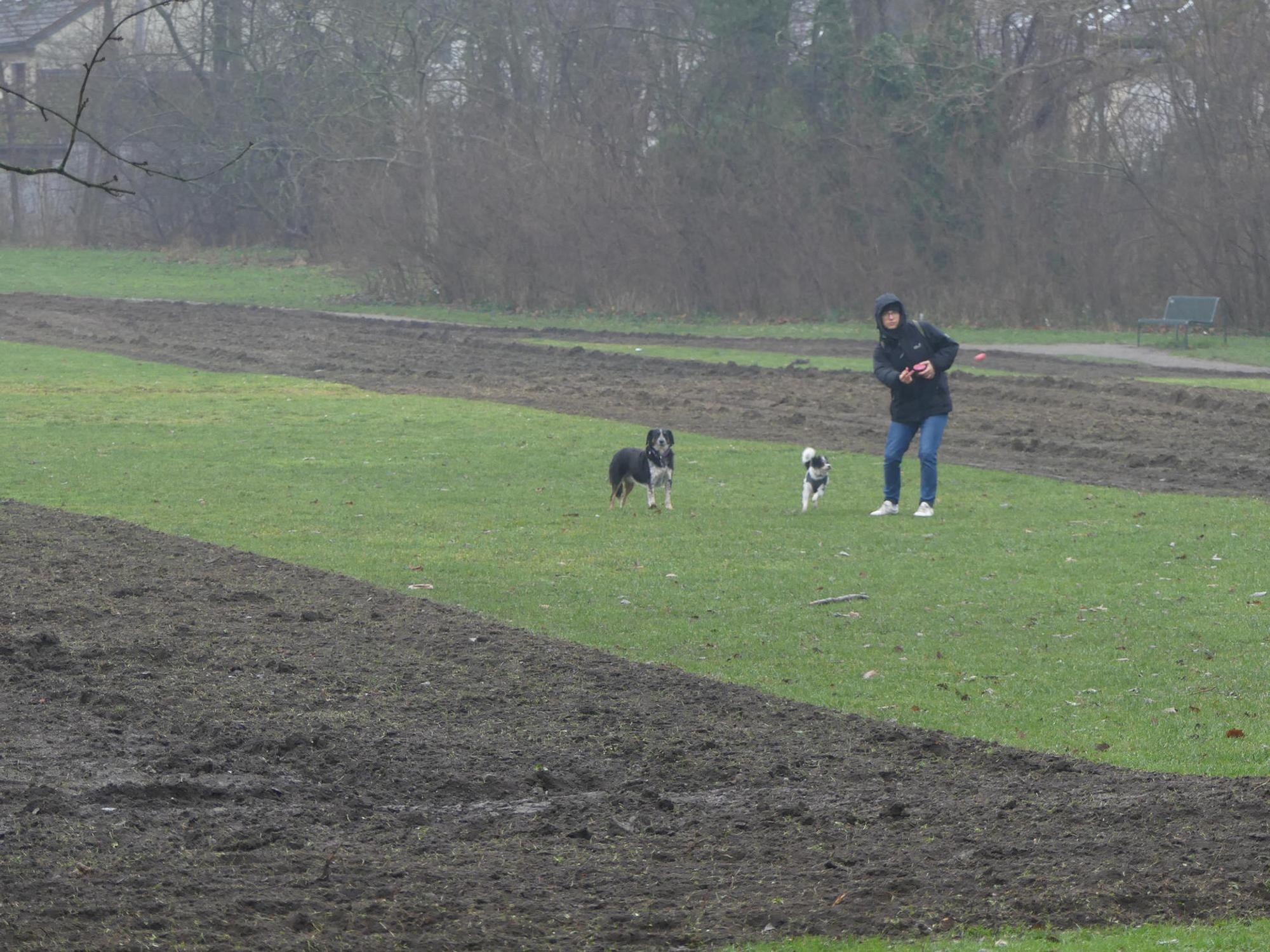roes-artenreichewiese-004