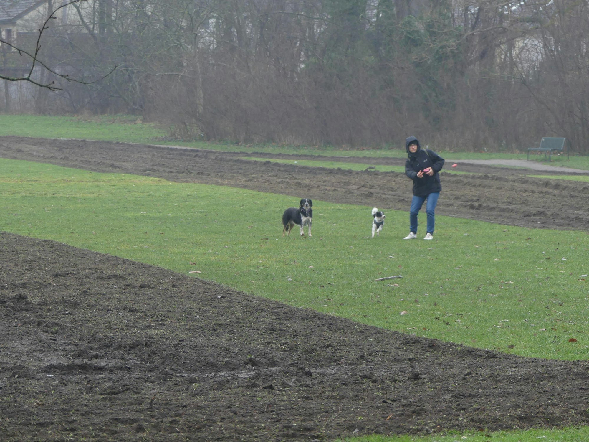 roes-artenreichewiese-004