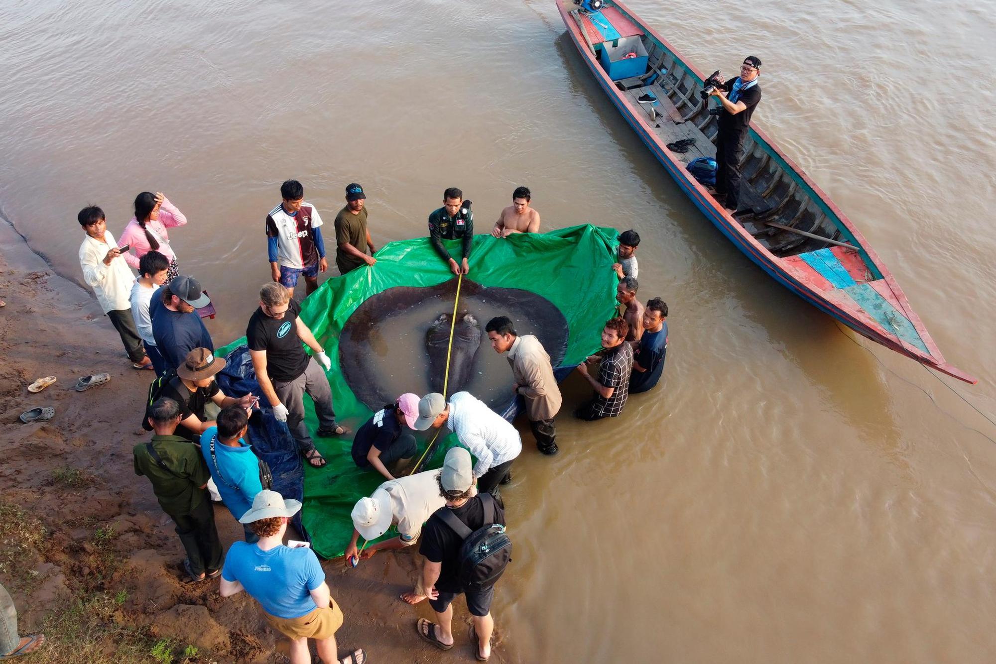 Riesenfisch Mekong 2106
