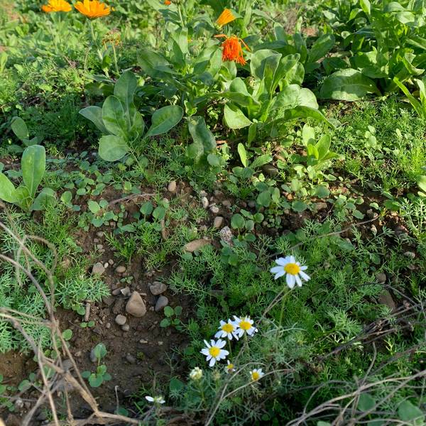 Ringelblumen stehen auf einer Wiese in Sankt Augustin.