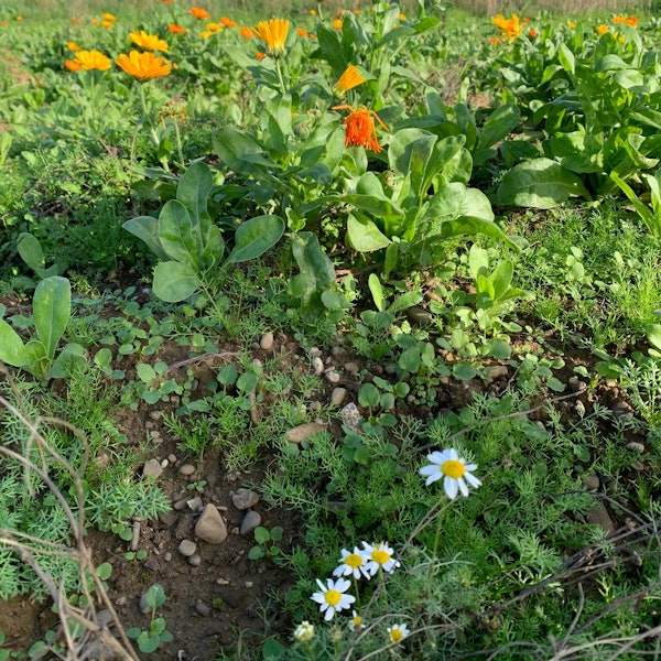 Ringelblumen stehen auf einer Wiese in Sankt Augustin.